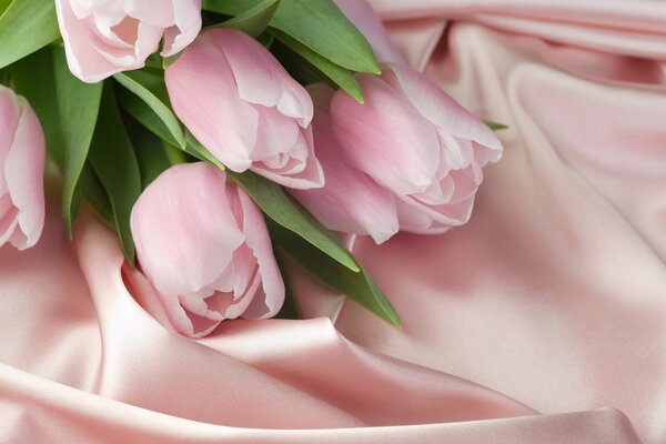 Pink tulips on a silk bedspread