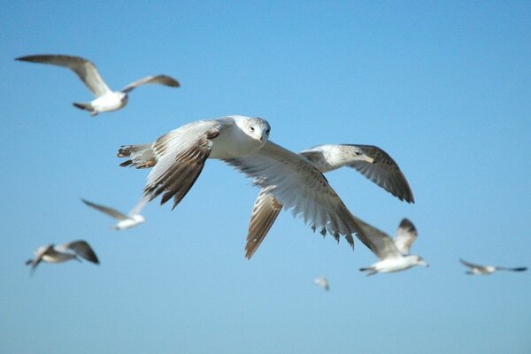 Belle vol oiseaux ciel animaux