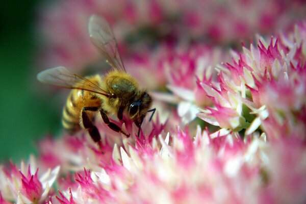 En el claro de las flores, el insecto está ocupado con un negocio importante