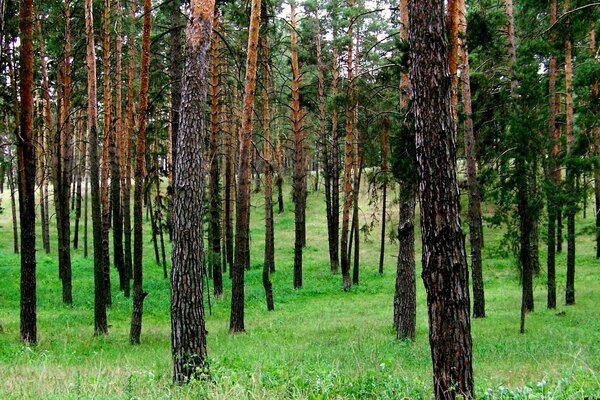 Troncs d arbres sur fond d herbe