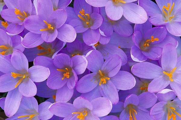 Purple flowers with orange pistils