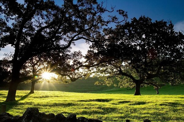 The sun breaks through the trees in the meadow