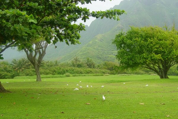 Birds on a green lawn in the summer mountains