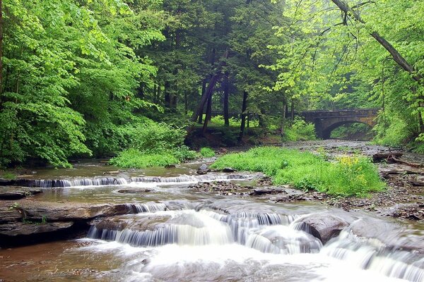 Arroyo rápido, perdido entre los matorrales de la naturaleza