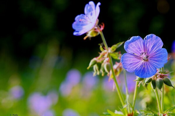 Flores finas azules en el campo