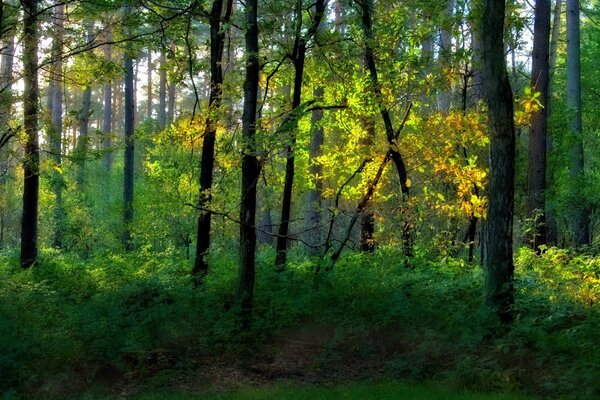 Overgrown forest park in summer