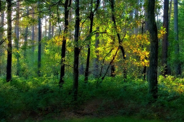 Zarośnięty park leśny latem