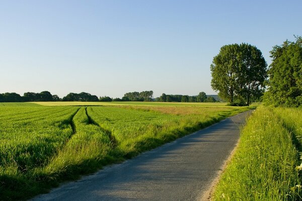 Par une journée ensoleillée, la route à travers le champ