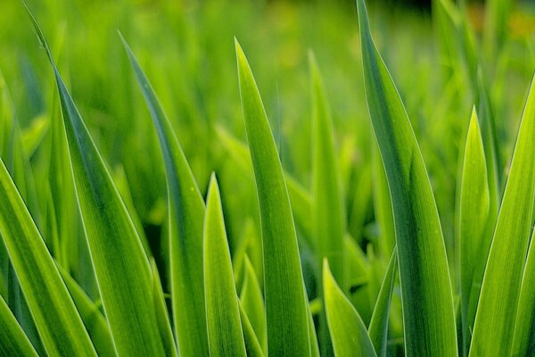 Green grass reaching for the sun