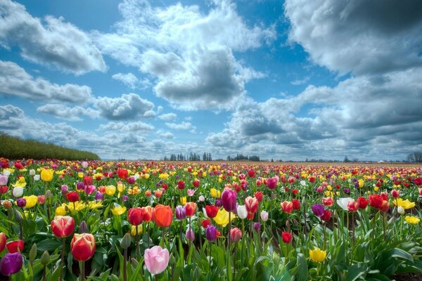 Поле разноцветных тюльпанов и голубое небо с облаками