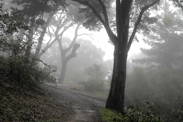 Waldweg und Bäume im Nebel