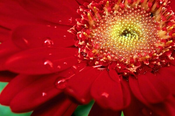 Macro con crisantemo de color rojo intenso y gotas de agua