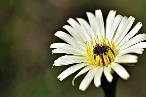 Marguerite décorative avec un milieu sombre