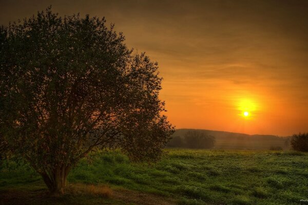 Fluffy tree at sunset in the forest