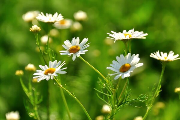 White daisies on a background of green grass