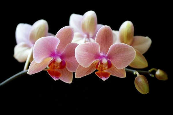 Closed orchid buds on a black background