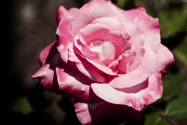 Tea rose in the camera lens