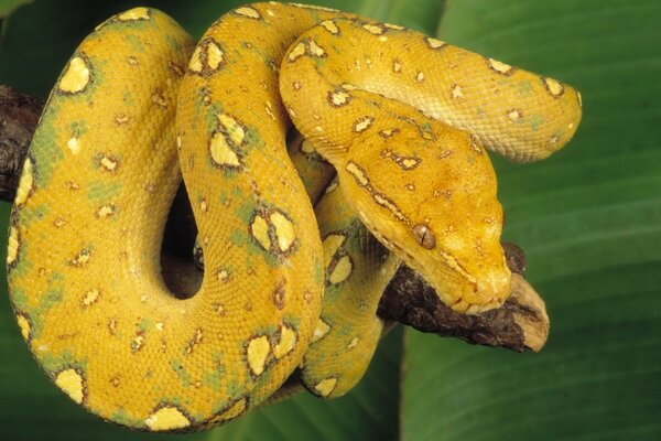 Yellow snake on a branch in a ball
