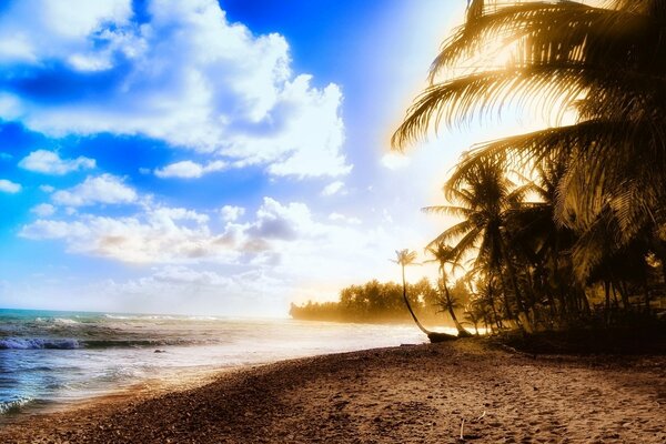 Costa con piante tropicali in una giornata di sole