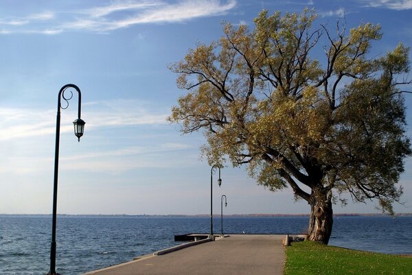 Ein einsamer Baum an der Uferpromenade, an der Straße