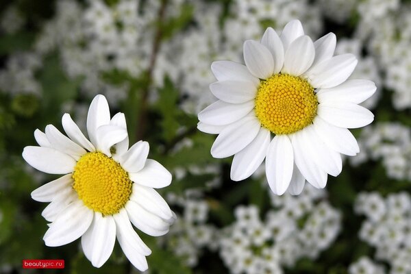 Zwei Gänseblümchen auf dem Hintergrund eines Gänseblümchenfeldes