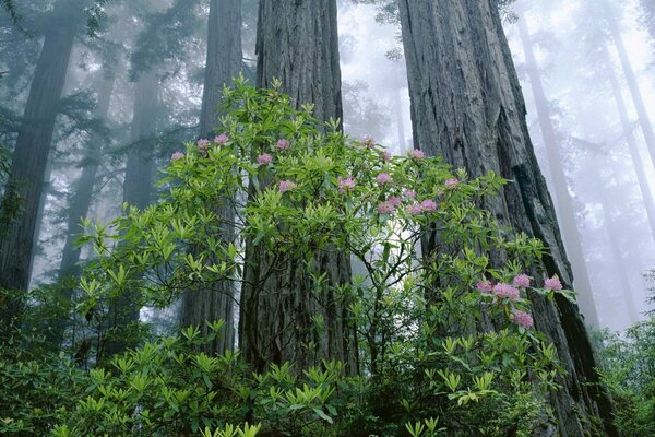 Bosque silencio y cielo infinito