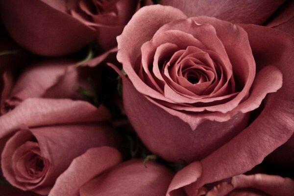Розовые розы приближение макро