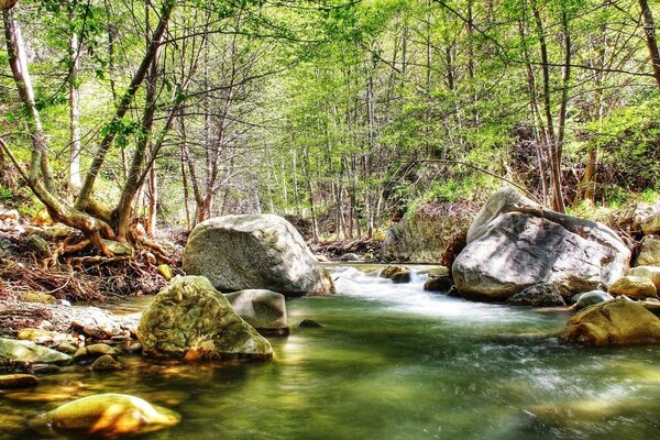 Fiume di montagna e raggi di sole nella foresta selvaggia