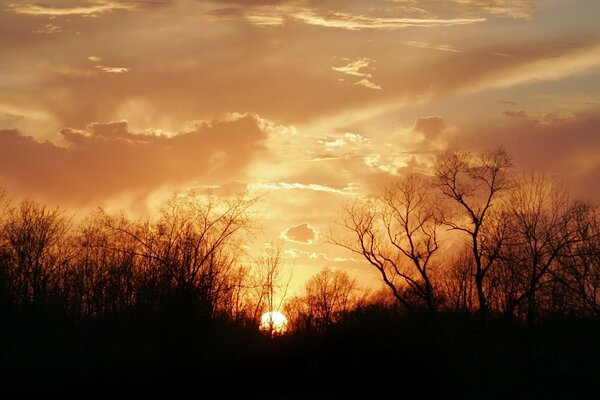 Bellissimo tramonto in natura. Rami secchi