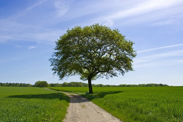 Árbol solitario entre prados brillantes