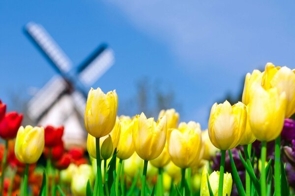 Many colors of multicolored color in the field