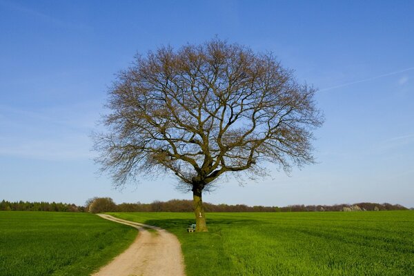 Arbre solitaire dans le champ