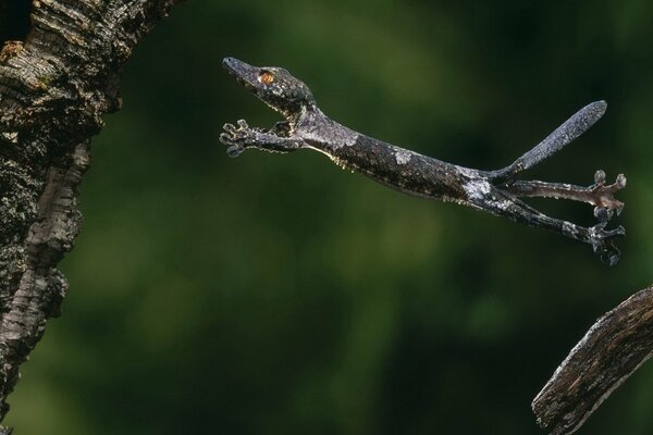 The big flight of the little crocodile