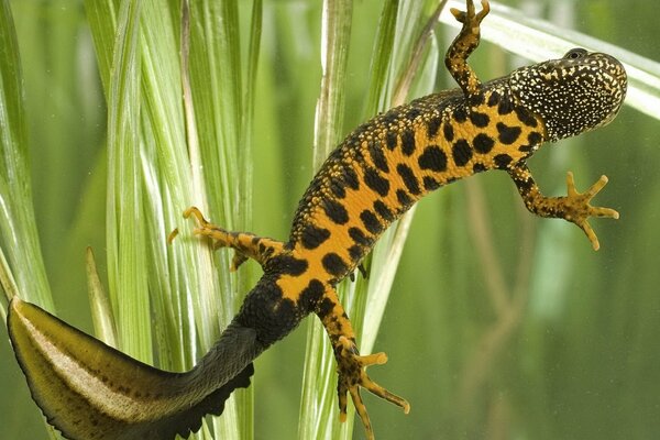 Lagarto en un terrario con plantas