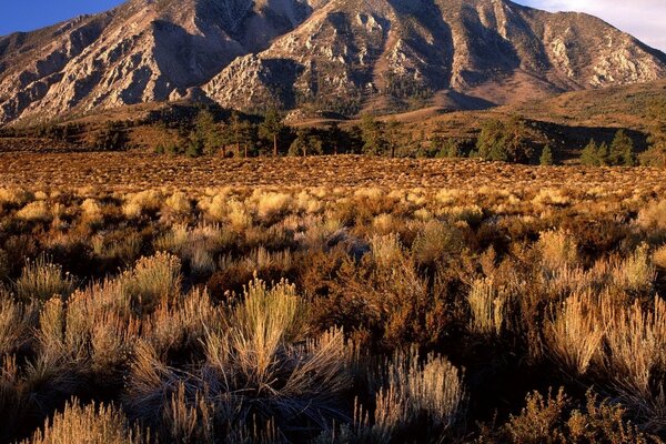 Dry bushes and gray hills drenched in the sun