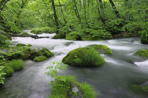 Agua brumosa con matorrales silvestres en el bosque