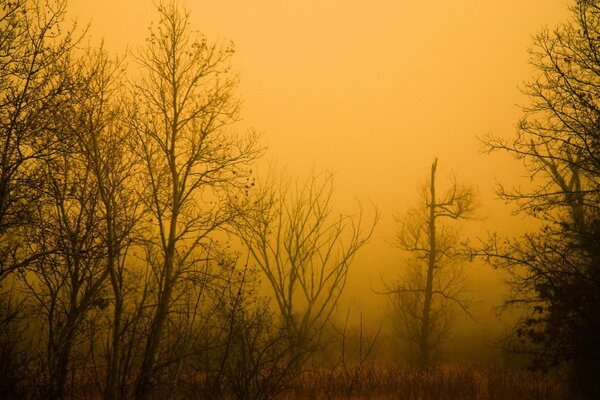 Paisaje de bosque de finales de otoño en la niebla