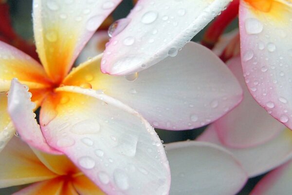 Macro photo with delicate flowers