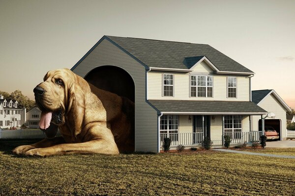 Большая собака в маленьком доме