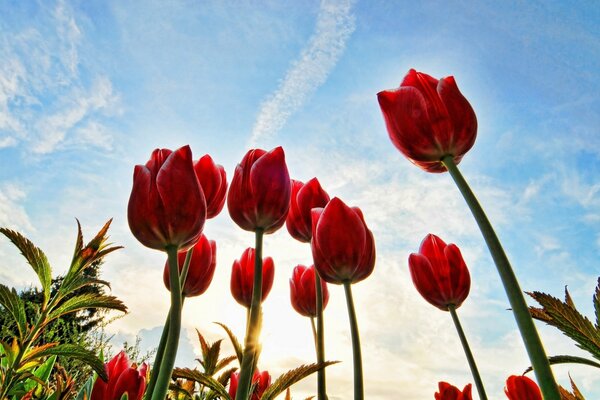 Czerwone tulipany sięgają słońca