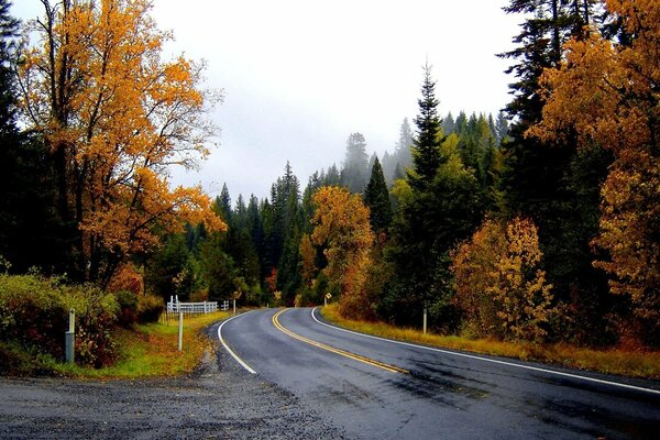 Arbres de Noël hauts et la route vers l avenir dans la forêt d automne