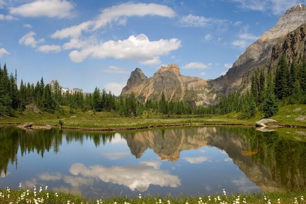 Reflet de la belle faune dans le miroir du lac