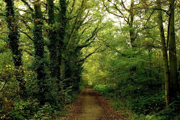 There is a road in the cool summer forest