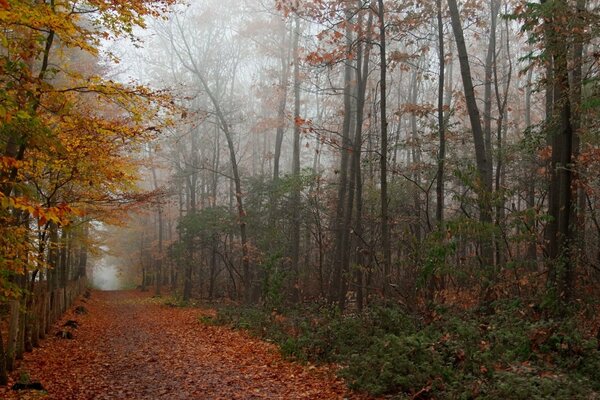 Pacificazione nella nebbia della foresta autunnale