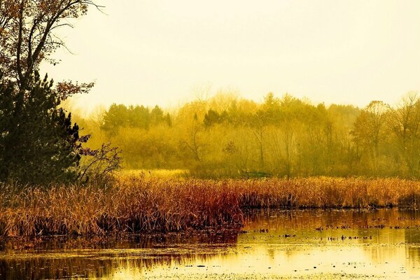 Krajobraz jesiennego jeziora z trzcinami