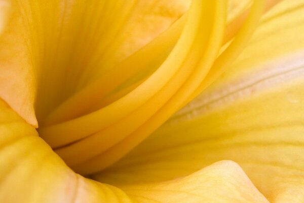 Yellow lily photo up close