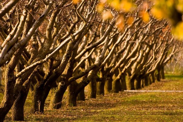 Fila di alberi autunnali senza fogliame