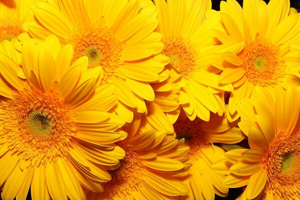 Bouquet of yellow chrysanthemums under the sunshine