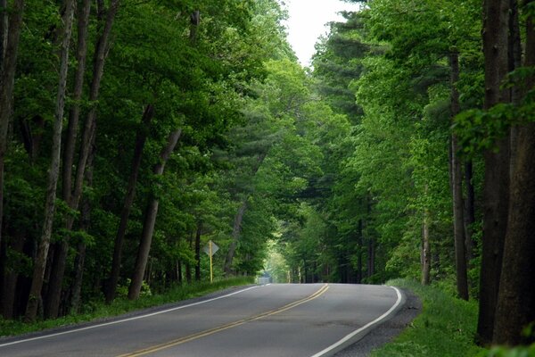 Summer. Beautiful forest plantations