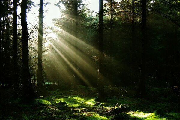 Boschetti scuri in una fitta foresta